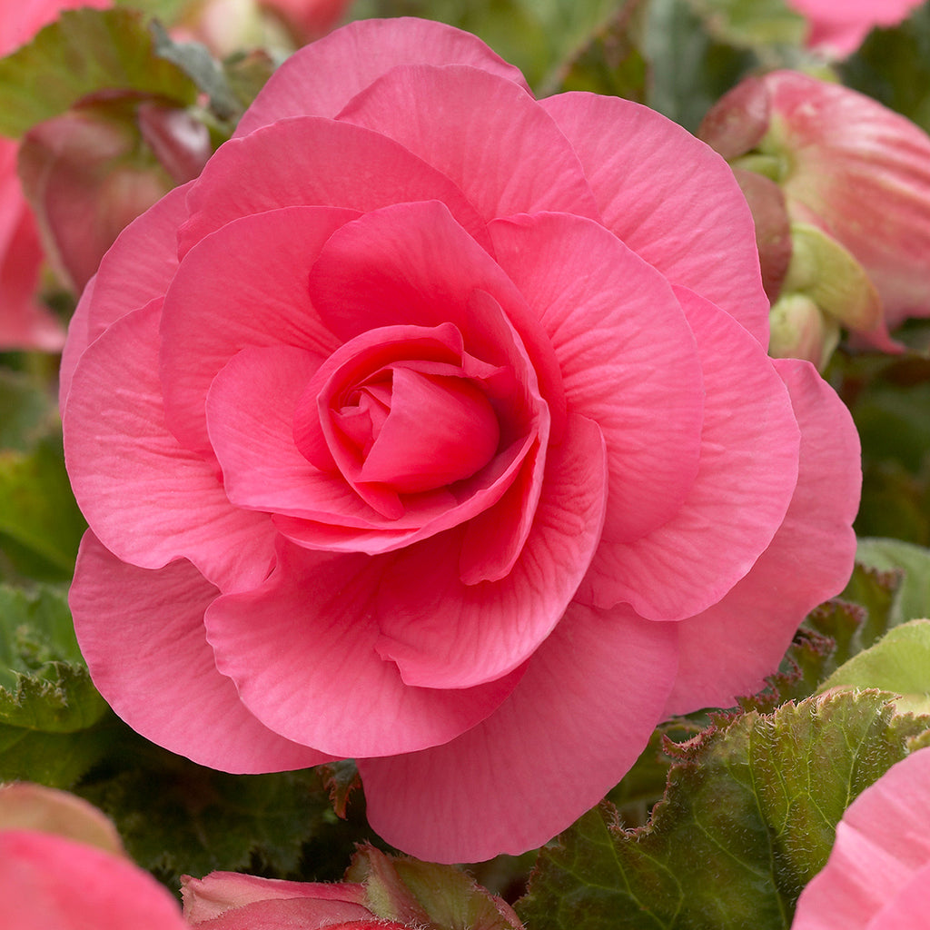 Pink Roseform Begonia - 3 tubers