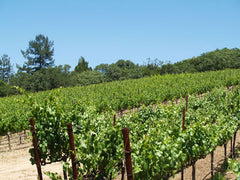 Mathis Vineyard, Sonoma Valley, California