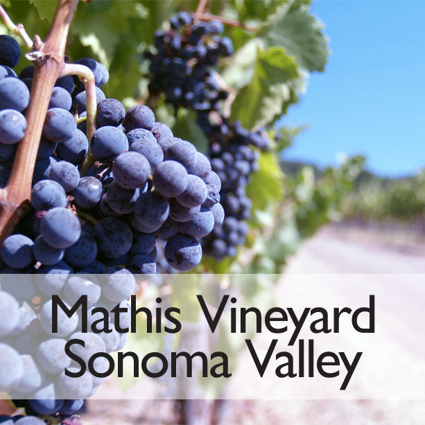 grape vines at mathis vineyard