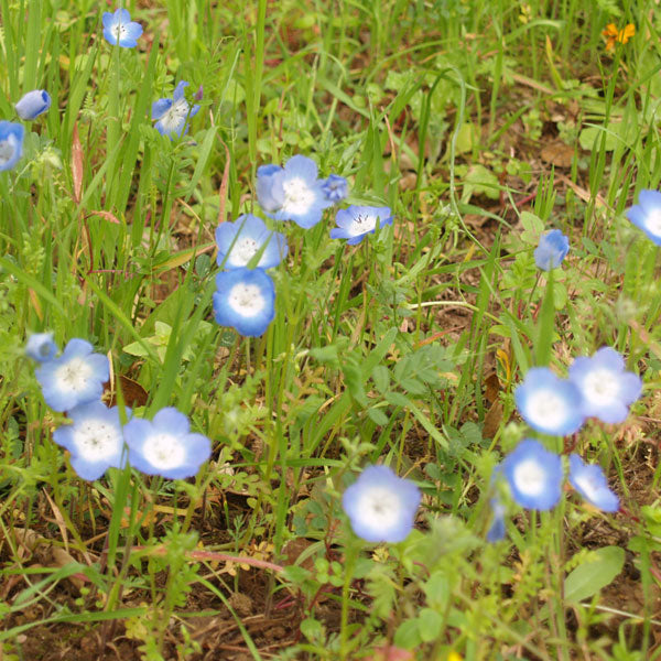 Baby Blue Eyes - wildflower blooming in March