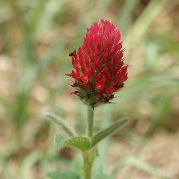 Crimson Clover - is part of the cover crop between vine rows, blooming in late March