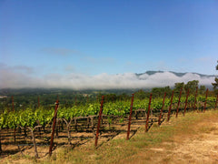 Mathis Vineyard, Sonoma Valley, morning fog