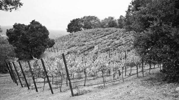 Mathis Vineyard, Sonoma Valley, California, Mathis Grenache, trees