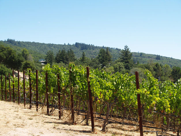 Mathis Vineyard 600 block in foreground