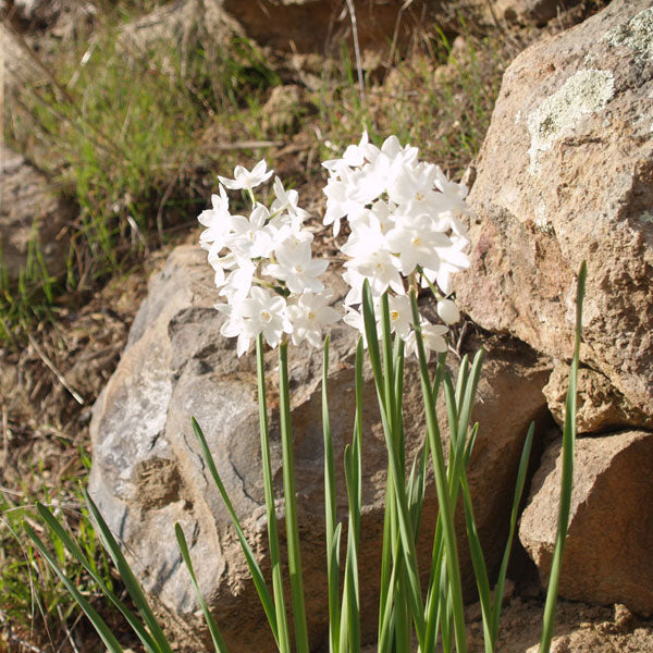 Paper Whites - a cheery January bloomer nestled in the rocks