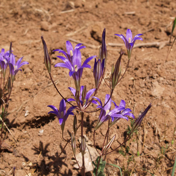 Purple Russian Irises - These wildflowers bloom in late May, cousins to the large bearded iris which bloom in March