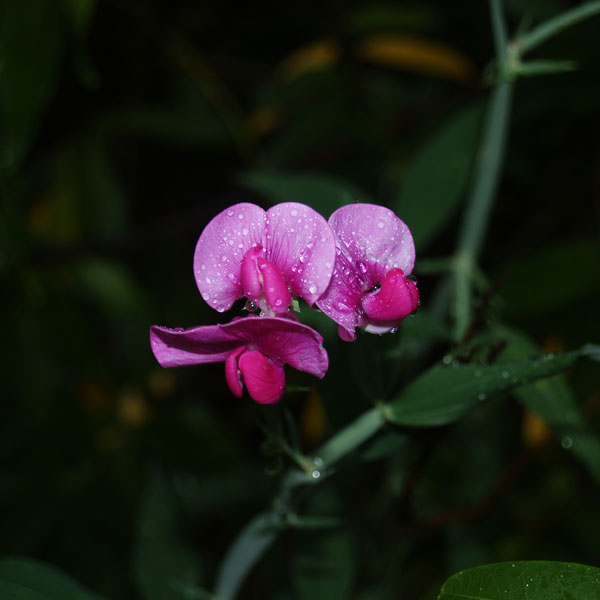 Sweet Pea - These flowering vines bloom with the cover crop and are edible! They begin showing late March up through June