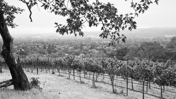 Mathis Vineyard, Sonoma Valley, California, Mathis Grenache