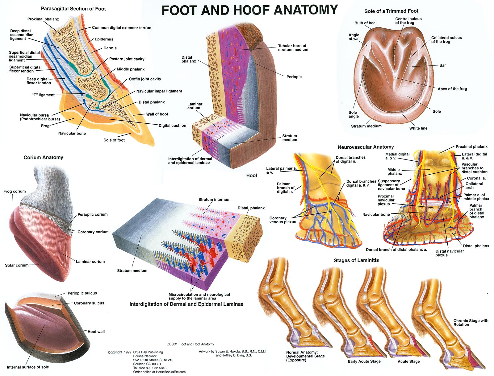 Complete Anatomy to the Horses Hoof