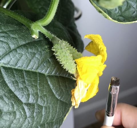 Pollinate Indoor Garden Cucumbers and Vegetables at Home