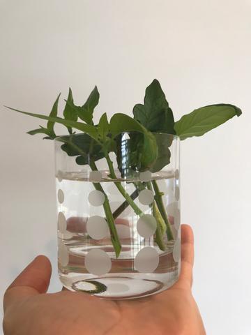 Tomato and Pepper Plants being Propagated from Cutting Indoors