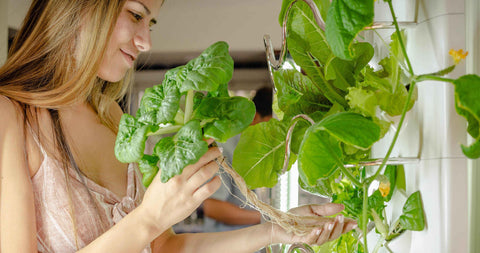 hydroponic vegetables grown in vertical hydroponic garden at home