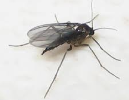 Fungus Gnat