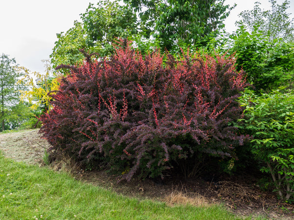 Rosy Glow Barberry