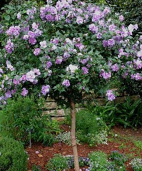 Lavender Rose of Sharon