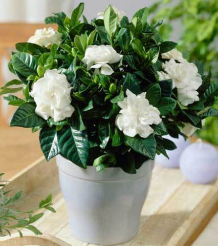 Dwarf Radicans Gardenia