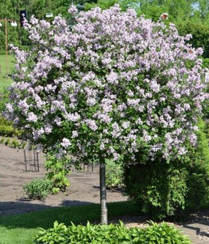 Bloomerang Purple Lilac