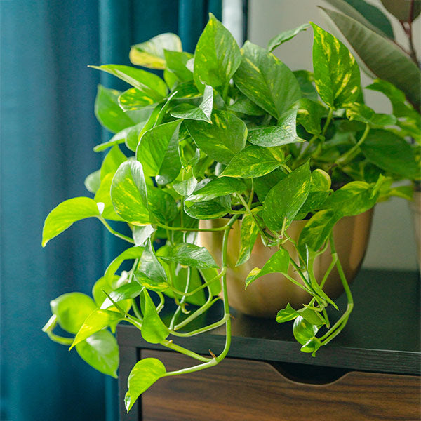 Golden Pothos Plants for Sale | BrighterBlooms.com