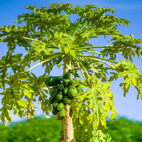 Papaya Trees for Sale