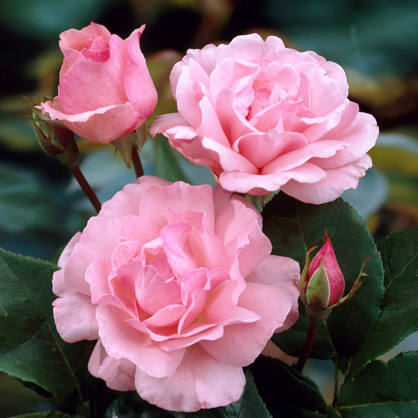 B.C. Waarneembaar Gedachte Queen Elizabeth Roses for Sale | BrighterBlooms.com