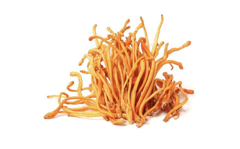 Cordyceps