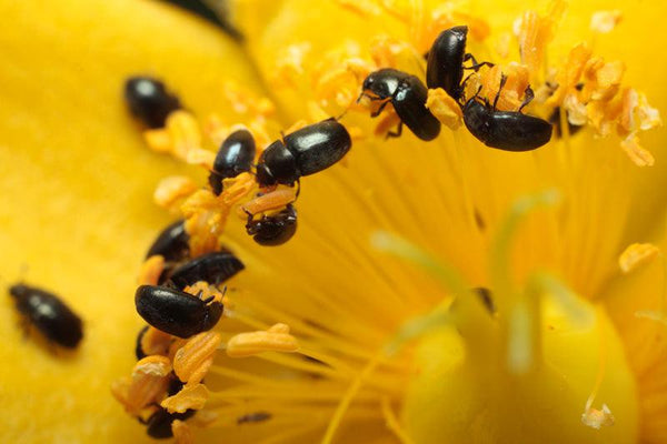 Pollen-Beetle