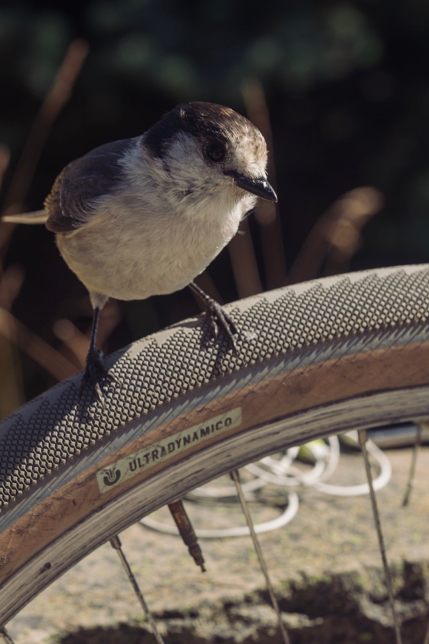 Birding is the new golf.  Bikes is no longer the new golf. - UDCO.  