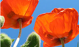 Orange flowers with a blue sky in the background.