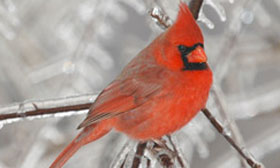A red bird in a tree with branches that have frost on them. 