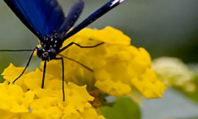 An insect on yellow flowers.