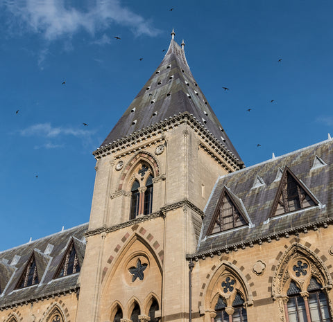 Swifts flying around Oxford University Museum of Natural History