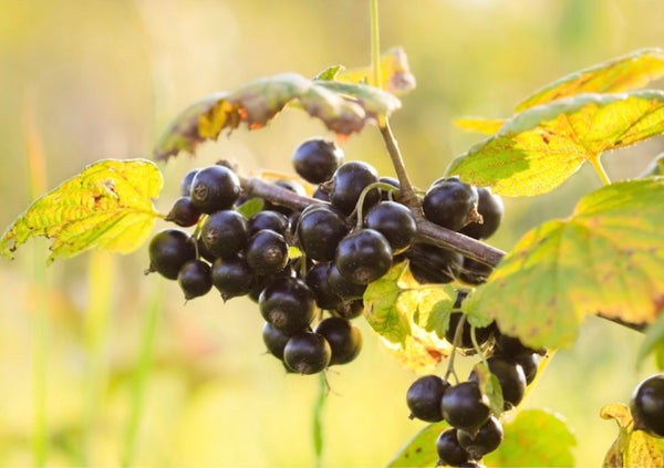 Picture of Organic Blackcurrants Hanging on a Branch