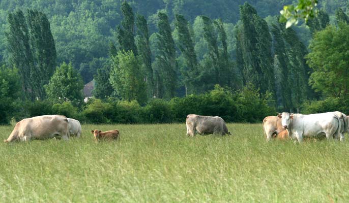 Nature Viande - Famille Maury-image