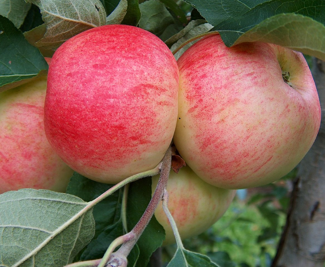 Pommes Jubilé Bio