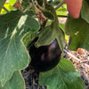 Eggplant 'Florida Market' Heirloom Seeds