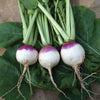 Turnip 'Purple Top' Heirloom Seeds