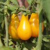 Tomato 'Yellow Pear' Heirloom Seeds