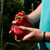 Capsicum 'Wonder Sweet Bell' Heirloom Seeds