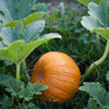 Pumpkin 'Small Sugar' Heirloom Seeds