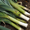 Leek 'Bulgarian Giant' Heirloom Seeds