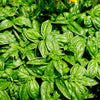 Basil 'Large Sweet Genova' Heirloom Seeds