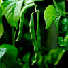 Bean 'Windsor Long Pod' Heirloom Seeds