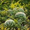 Watermelon "Bush Sugar Baby" Heirloom Seeds