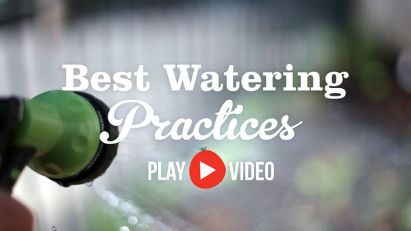 Best Watering Practices advice from the Little Veggie Patch Co