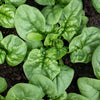 Spinach 'Bloomsdale' Heirloom Seeds