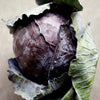 Cabbage 'Savoy Purple' Heirloom Seeds