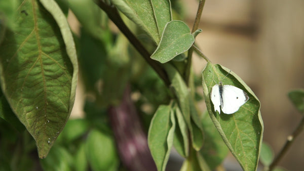 The White Cabbage Moth- A classic autumn adversary. 