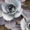 Cabbage 'Savoy Purple' Heirloom Seeds