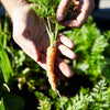 Carrot 'Baby Amsterdam' Heirloom Seeds