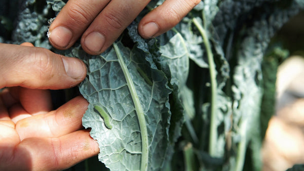 A sneaky caterpillar hides under a kale leaf